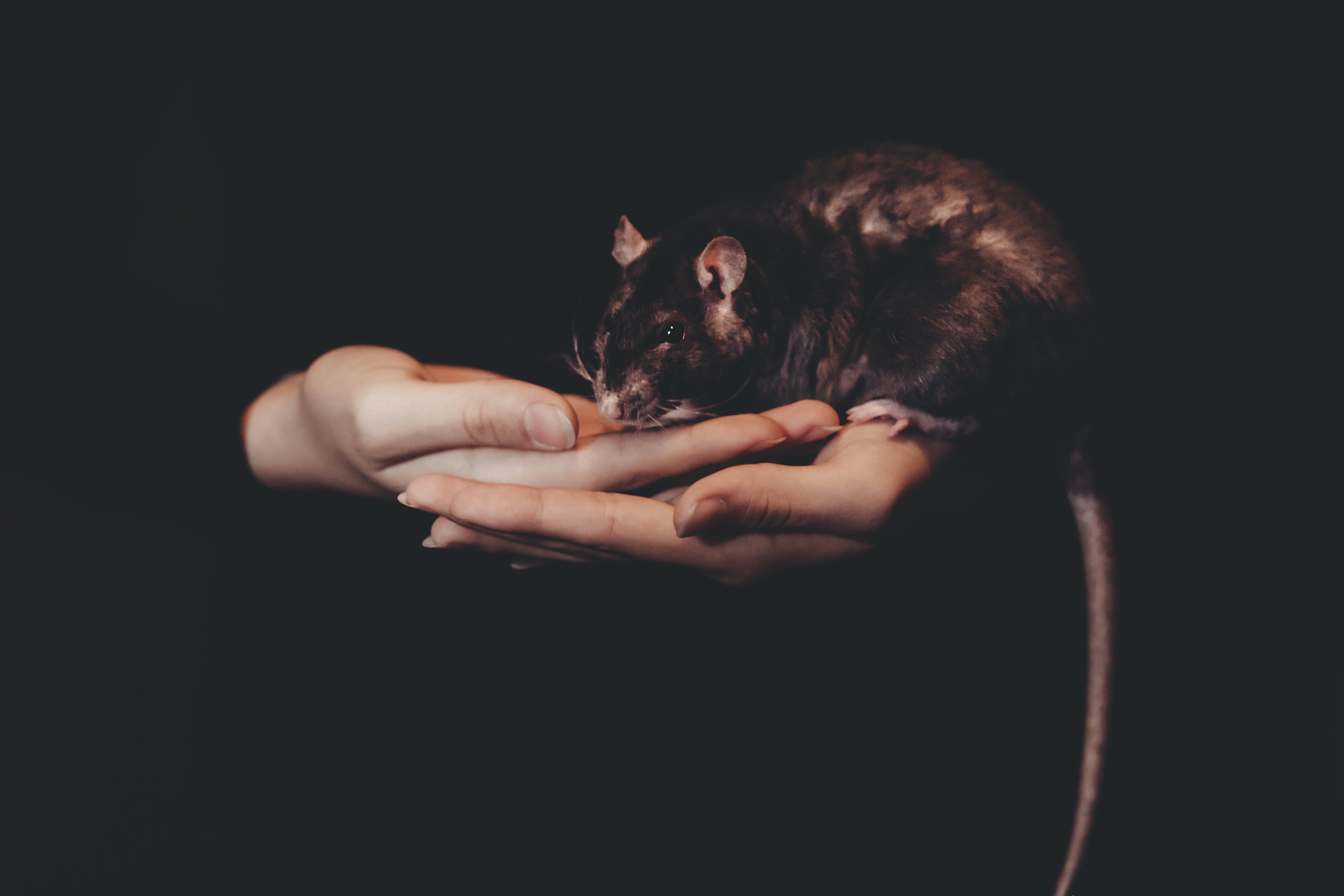 blackrat resting in hands